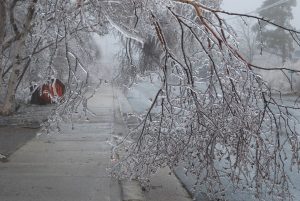 Photo shows ice laden branches of a tree, Canada's top ten weather stories 2017 by David Phillips