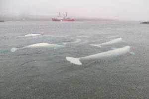 Real time ice-ocean observations in the changing Arctic, alongside Beluga whales in the Gascoyne Inlet on the south coast of Devon Island.  The Icebreaker vessel the CCGS Henry Larsen sits in the distance.