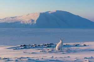 Photo shows a white Arctic Hare, sitting on a snowy landscape with a mountain in the distance, looking at the camera.