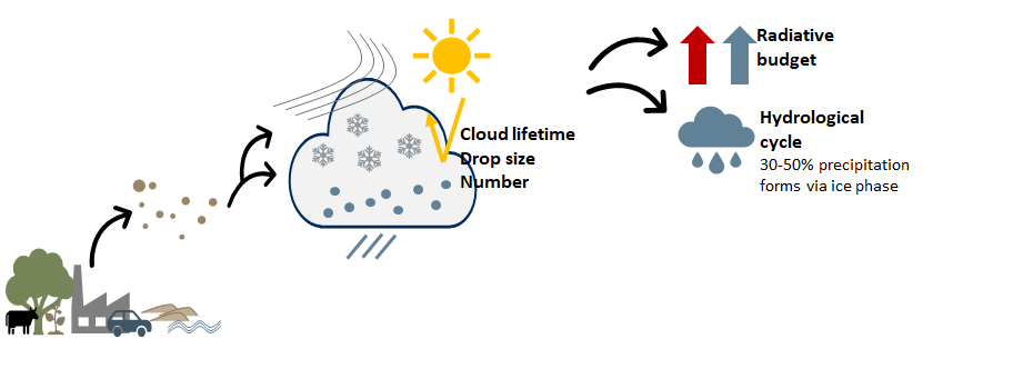 Graphic image showing how particles, including pollen, go up in to the atmosphere to form nucleation particles for ice clouds, which then affect how sunlight is reflected, and how water is redistributed through precipitation.