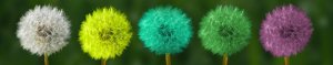 photo shows five coloured dandelion seed pods for Paul Kushner message for October 2018.