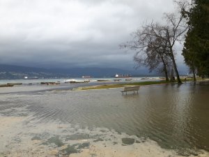 cloudy sky, trees, and storm surge laid shore