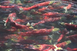 sockeye salmon swimming together