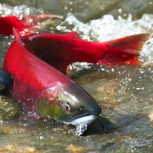 red salmon couple in water