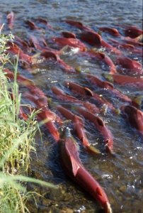 sockeye salmon swimming together in a river by the shore