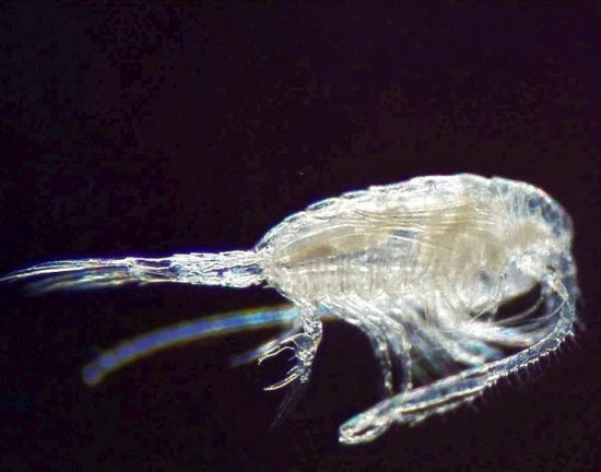 one small aquatic invertebrate against a black background
