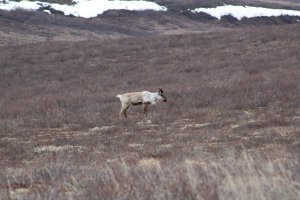 A reindeer in the distance on the tundra