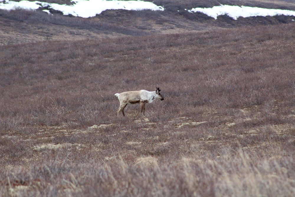 A reindeer in the distance on the tundra