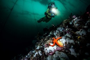 A coral reef with an orange starfish in the foreground and and scuba diver with a large flashlight in the backgroundd