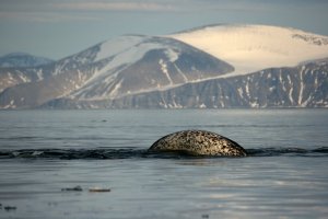 The belly of a narwhal sticking out of the water with snowy mountains in the background