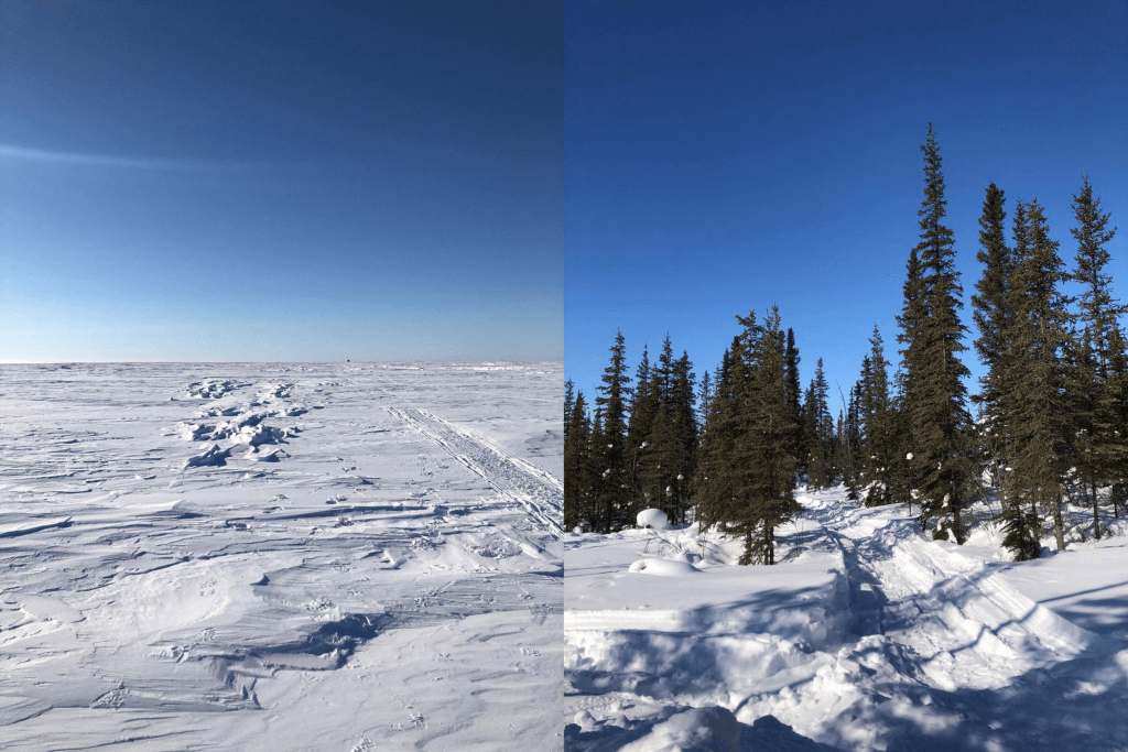 Two images side by side. The Left image is a landscape of the snowy tundra. The right is a landscape of a snowy forest with short conifers