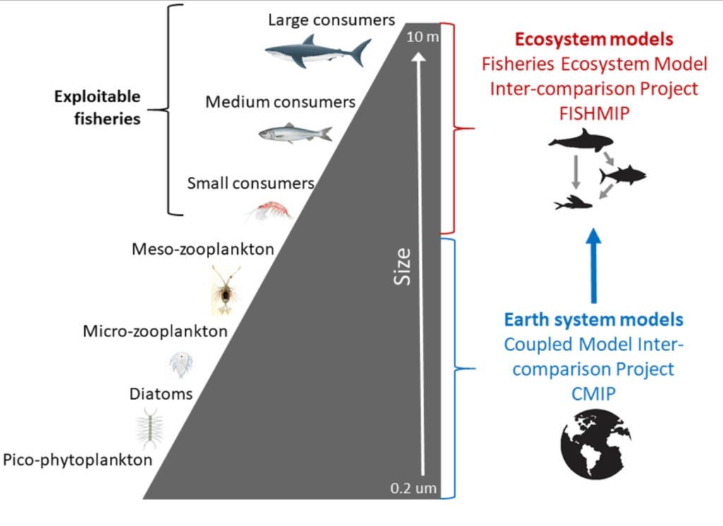 ocean ecosystem diagram